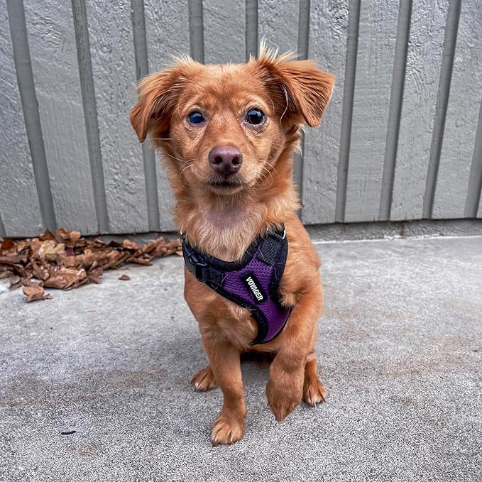 Voyager Step-in Lock Pet Harness - All Weather Mesh, Adjustable Step in Harness for Cats and Dogs by Best Pet Supplies - Purple/Black Trim, L