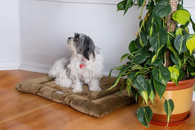 Armarkat Pet Bed Mat 27-Inch by 19-Inch by 2.5-Inch M01-Medium, Sage Green (Model: M01CHL-M)