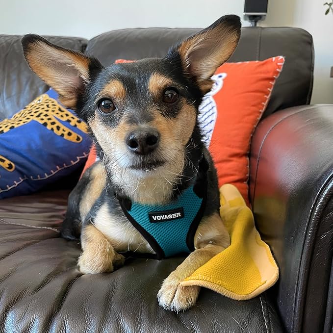 Voyager Step-in Lock Pet Harness - All Weather Mesh, Adjustable Step in Harness for Cats and Dogs by Best Pet Supplies - Turquoise/Black Trim, XL