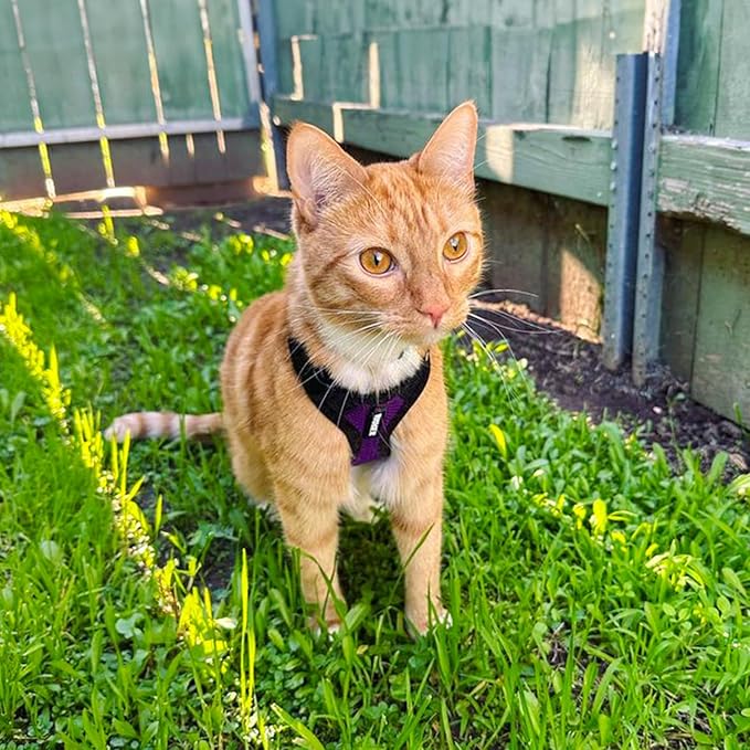 Voyager Step-in Lock Adjustable Cat Harness w. Cat Leash Combo Set with Neoprene Handle 5ft - Supports Small, Medium and Large Breed Cats by Best Pet Supplies - Purple/Black Trim, S