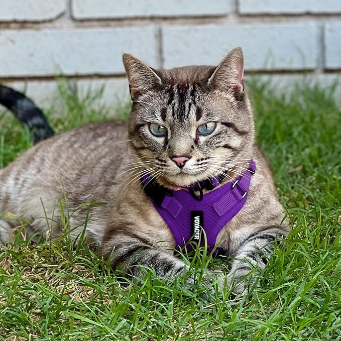 Voyager Step-in Lock Dog Harness w Reflective Dog Leash Combo Set with Neoprene Handle 5ft - Supports Small, Medium and Large Breed Puppies/Cats by Best Pet Supplies - Purple, XL