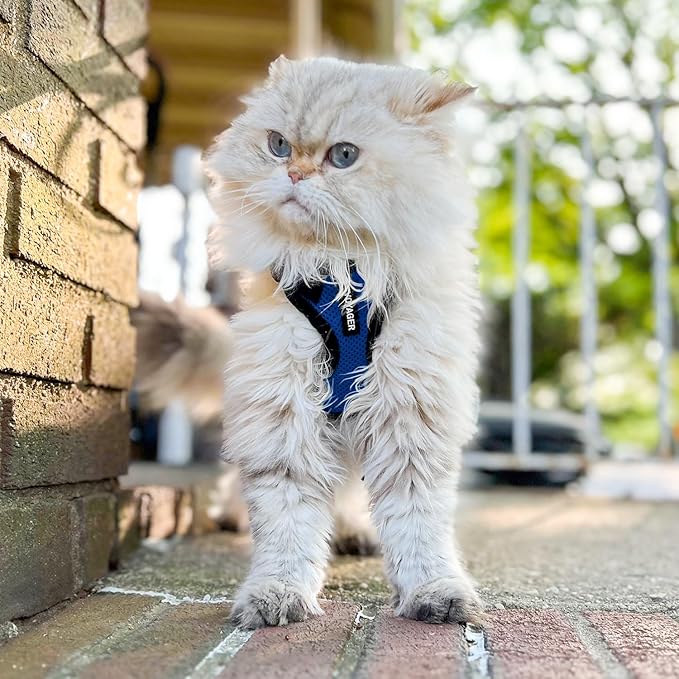 Voyager Step-in Lock Adjustable Cat Harness w. Cat Leash Combo Set with Neoprene Handle 5ft - Supports Small, Medium and Large Breed Cats by Best Pet Supplies - Royal Blue/Black Trim, S