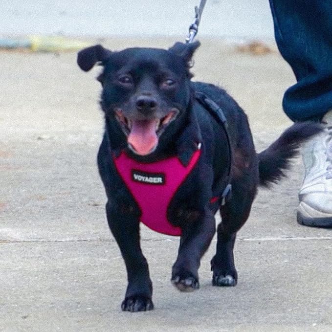 Voyager Step-in Lock Pet Harness - All Weather Mesh, Adjustable Step in Harness for Cats and Dogs by Best Pet Supplies - Fuchsia/Black Trim, M