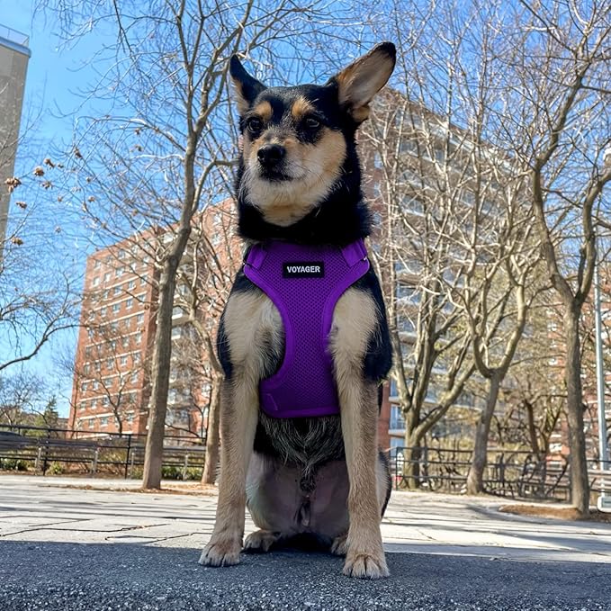 Voyager Step-in Lock Dog Harness w Reflective Dog Leash Combo Set with Neoprene Handle 5ft - Supports Small, Medium and Large Breed Puppies/Cats by Best Pet Supplies - Purple, XL