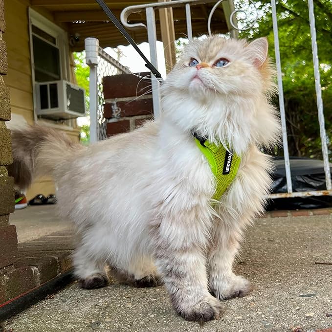 Voyager Step-in Lock Adjustable Cat Harness w. Cat Leash Combo Set with Neoprene Handle 5ft - Supports Small, Medium and Large Breed Cats by Best Pet Supplies - Lime Green, XXS