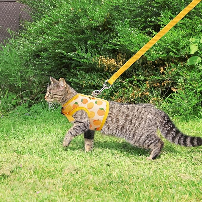 BINGPET Cat Harness with Leash Escape Proof - Fashionable Mesh Cat Dog Walking Harness Leads, Adjustable for Kitties Puppies Small Animals,Orange,S