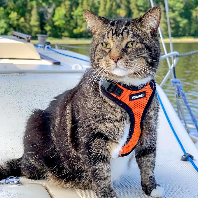 Voyager Step-in Lock Adjustable Cat Harness w. Cat Leash Combo Set with Neoprene Handle 5ft - Supports Small, Medium and Large Breed Cats by Best Pet Supplies - Orange/Black Trim, XXS