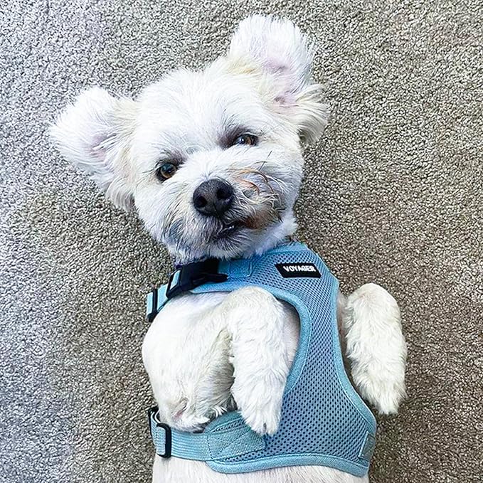Voyager Step-in Lock Dog Harness w Reflective Dog Leash Combo Set with Neoprene Handle 5ft - Supports Small, Medium and Large Breed Puppies/Cats by Best Pet Supplies - Baby Blue, XL