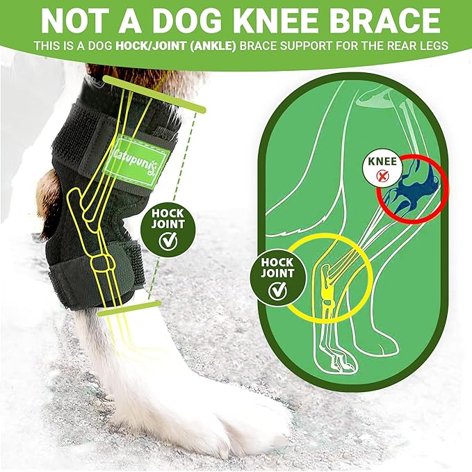 2PCS Dog Braces for Back Leg for Support. Dog Arthritis Brace. Hind Leg Support for Dogs. Leg Brace for Dogs Back Leg. Dog Leg Brace. Dog Back Leg Support Brace. Dog Hock Brace Rear Leg (M)