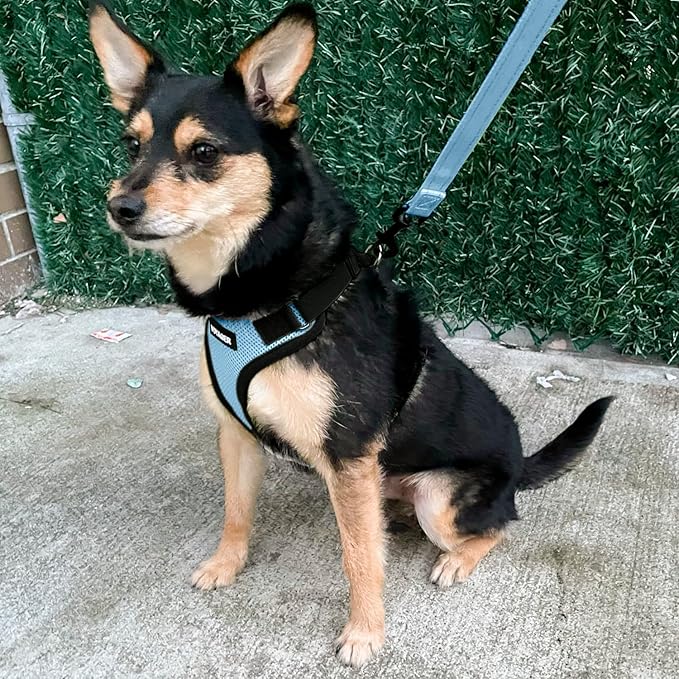 Voyager Step-in Lock Pet Harness - All Weather Mesh, Adjustable Step in Harness for Cats and Dogs by Best Pet Supplies - Baby Blue/Black Trim, XS