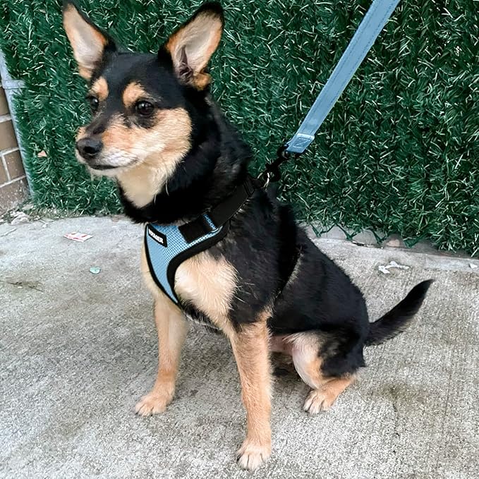 Voyager Step-in Lock Dog Harness w Reflective Dog Leash Combo Set with Neoprene Handle 5ft - Supports Small, Medium and Large Breed Puppies/Cats by Best Pet Supplies - Baby Blue/Black Trim, XS