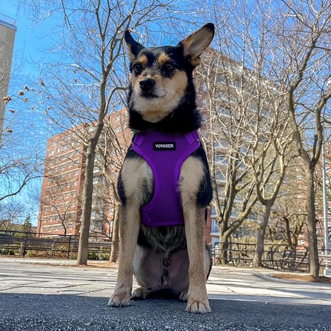 Voyager Step-in Lock Pet Harness - All Weather Mesh, Adjustable Step in Harness for Cats and Dogs by Best Pet Supplies - Purple, S