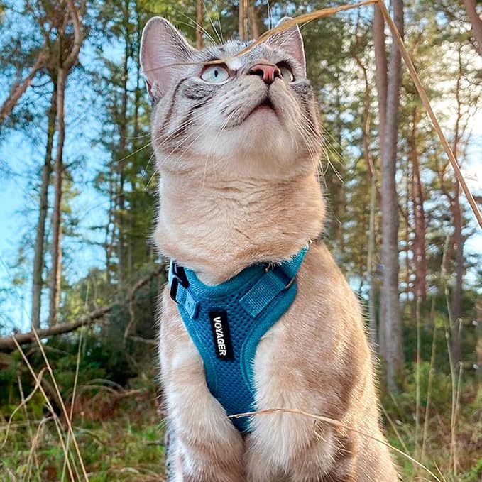 Voyager Step-in Lock Adjustable Cat Harness w. Cat Leash Combo Set with Neoprene Handle 5ft - Supports Small, Medium and Large Breed Cats by Best Pet Supplies - Turquoise, S