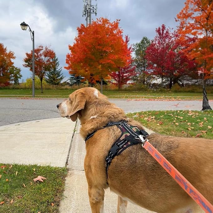 Voyager Step-in Lock Dog Harness w Reflective Dog Leash Combo Set with Neoprene Handle 5ft - Supports Small, Medium and Large Breed Puppies/Cats by Best Pet Supplies - Army/Black Trim, XL