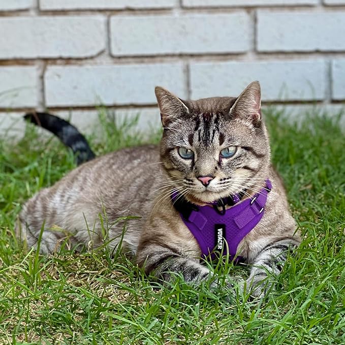 Voyager Step-in Lock Adjustable Cat Harness w. Cat Leash Combo Set with Neoprene Handle 5ft - Supports Small, Medium and Large Breed Cats by Best Pet Supplies - Purple, XXS