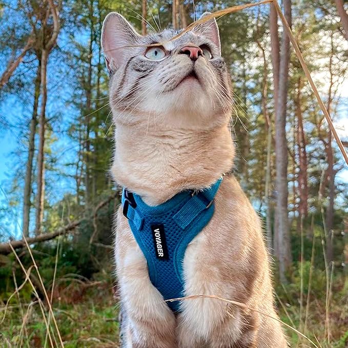 Voyager Step-in Lock Dog Harness w Reflective Dog Leash Combo Set with Neoprene Handle 5ft - Supports Small, Medium and Large Breed Puppies/Cats by Best Pet Supplies - Turquoise, XL