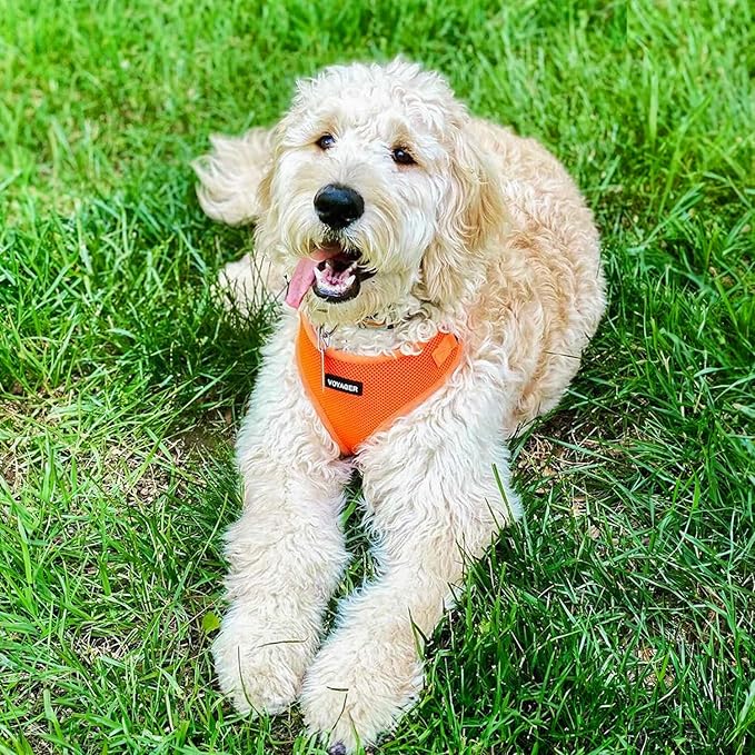 Voyager Step-in Lock Pet Harness - All Weather Mesh, Adjustable Step in Harness for Cats and Dogs by Best Pet Supplies - Orange, M