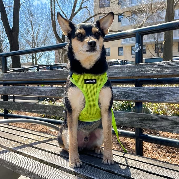 Voyager Step-in Lock Pet Harness - All Weather Mesh, Adjustable Step in Harness for Cats and Dogs by Best Pet Supplies - Lime Green, L