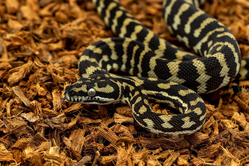 BabiChip Small Coconut Chip 12 Quart Loose Coco Reptile Substrate and Bedding for Gecko Terrariums, Tortoise Habitat, Ball Python Enclosures, and Bioactive Tanks