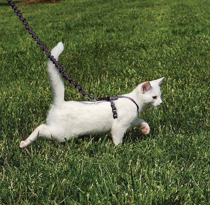 PetSafe Come with Me Kitty Harness and Bungee Leash, Small, Black
