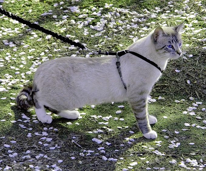 PetSafe Come with Me Kitty Harness and Bungee Leash, Medium, Black
