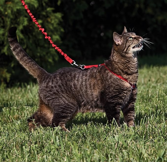 PetSafe Come with Me Kitty Harness and Bungee Leash, Small, Red