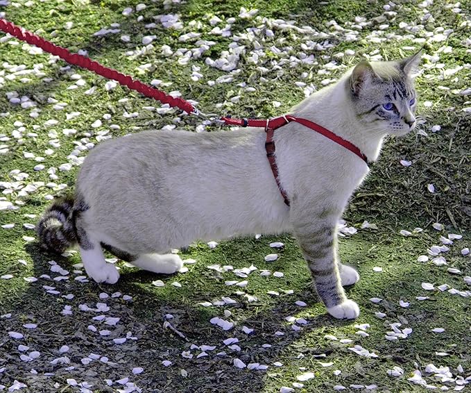 PetSafe Come with Me Kitty Harness and Bungee Leash, Large, Red