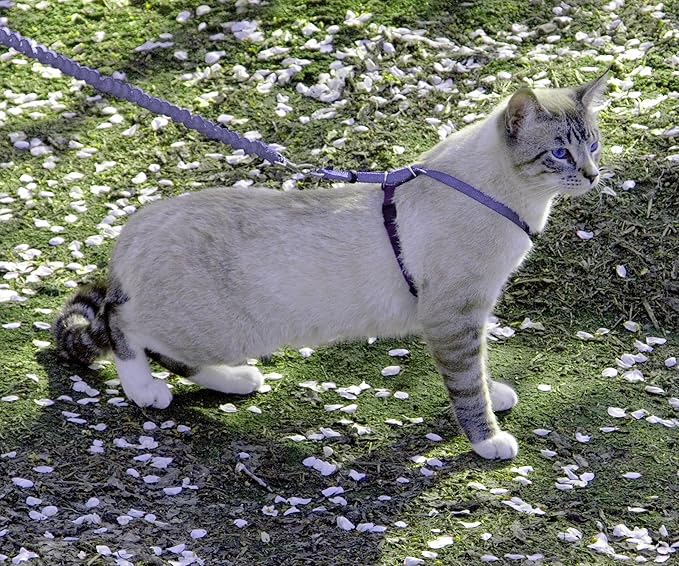 PetSafe Come with Me Kitty Harness and Bungee Leash, Medium, Lilac
